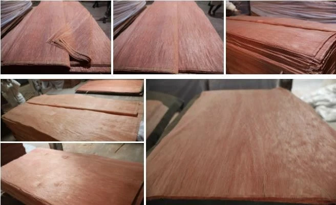 Bintangor Veneer Natural Wood For Plywood